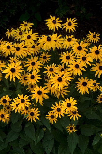 Black-eyed Susans 2, Frelinghuysen Arboretum, Morris County, NJ (SA).jpg